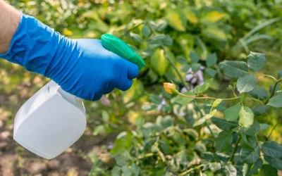 la-proliferazione-di-organismi-nocivi la-proliferazione-di-organismi-nocivi
