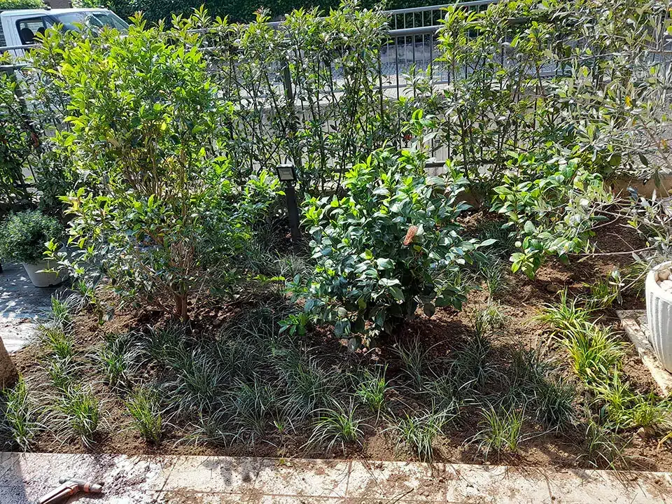 servizio-di-piantumazione-piante-monza-brianza